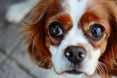 Close Up Portrait Of A Cavalier King Charles Spaniel