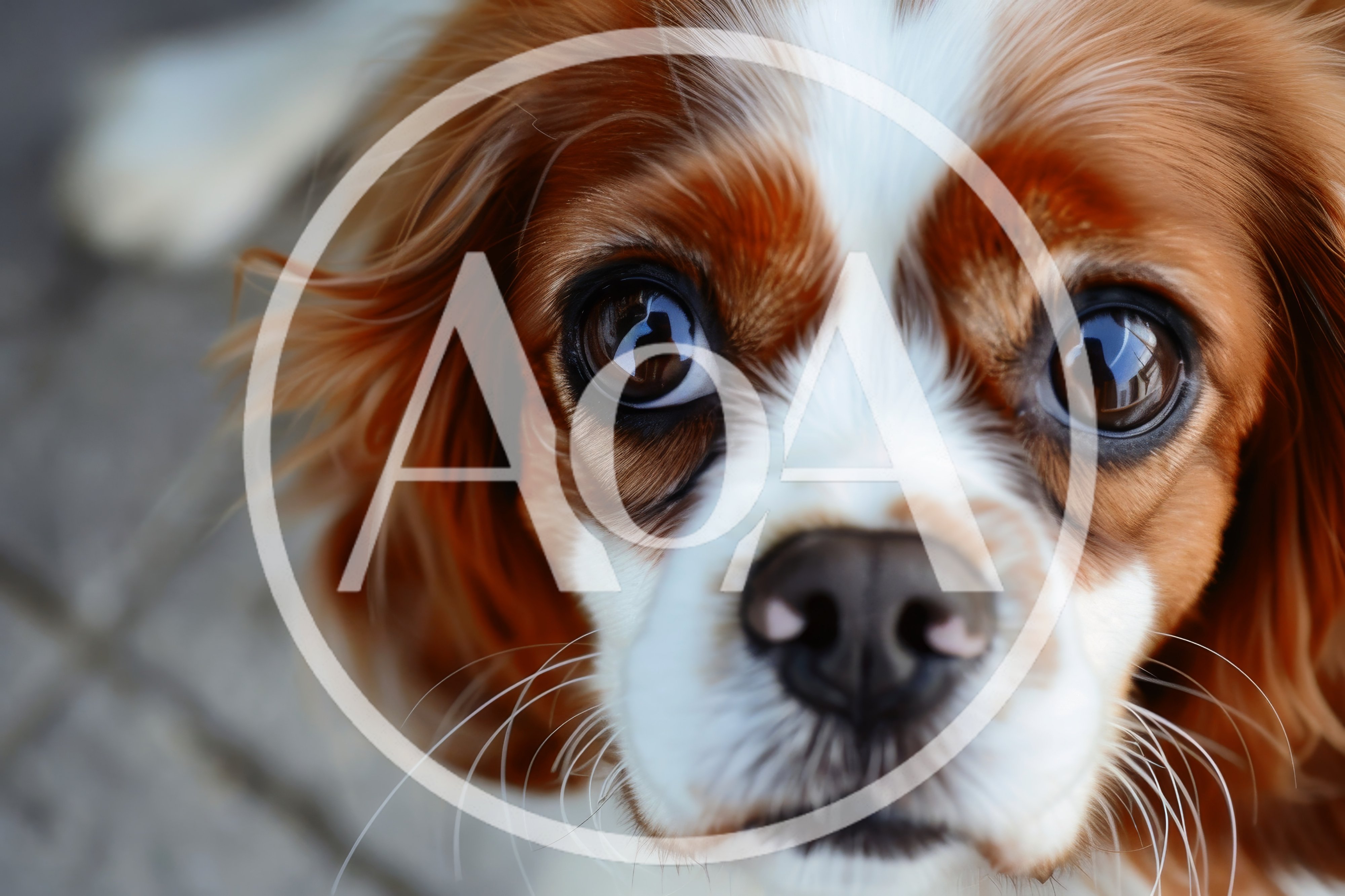 Close Up Portrait Of A Cavalier King Charles Spaniel