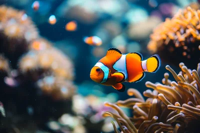Clownfish Swimming Near Sea Anemone In Coral Reef