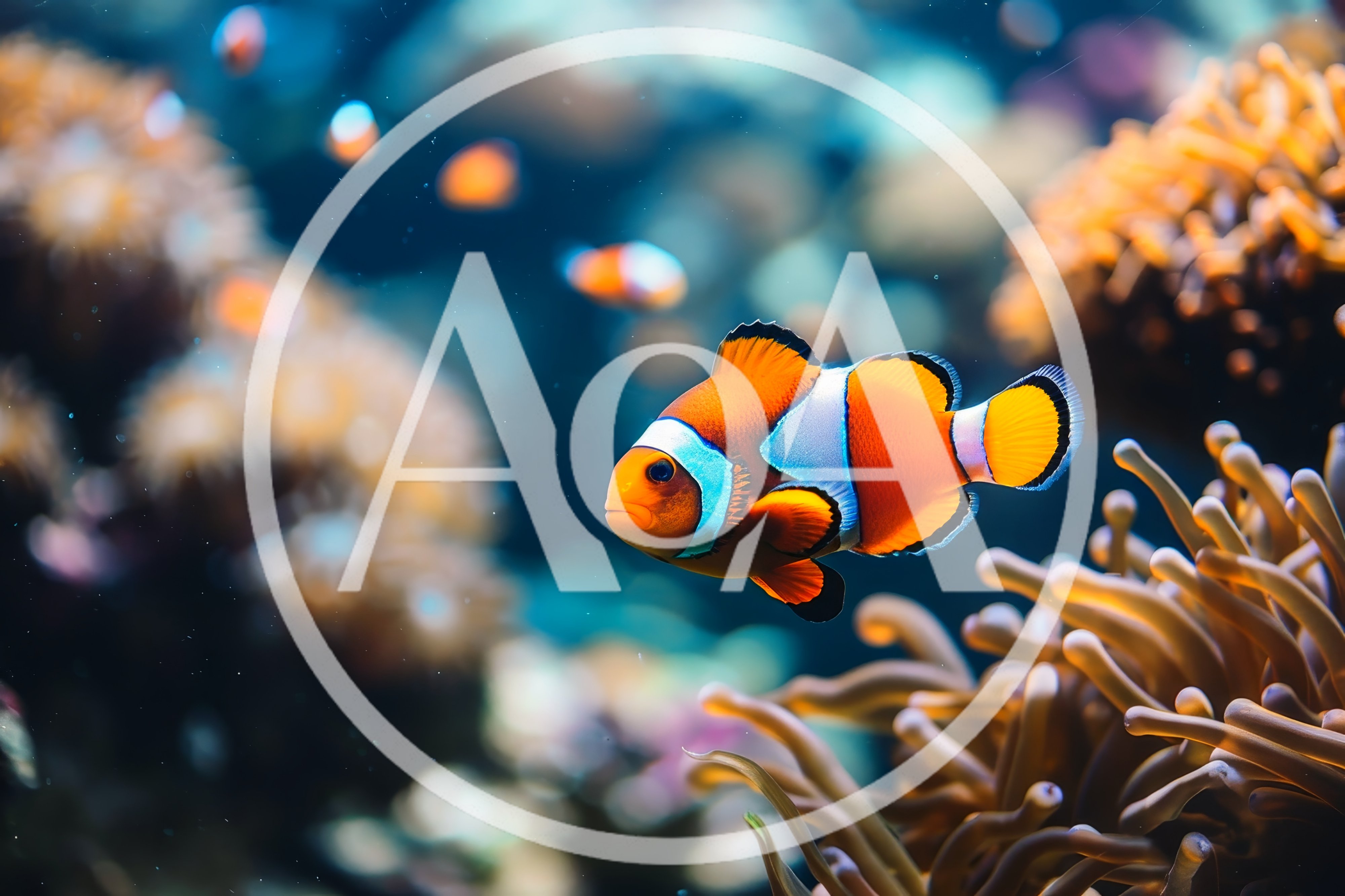 Clownfish Swimming Near Sea Anemone In Coral Reef