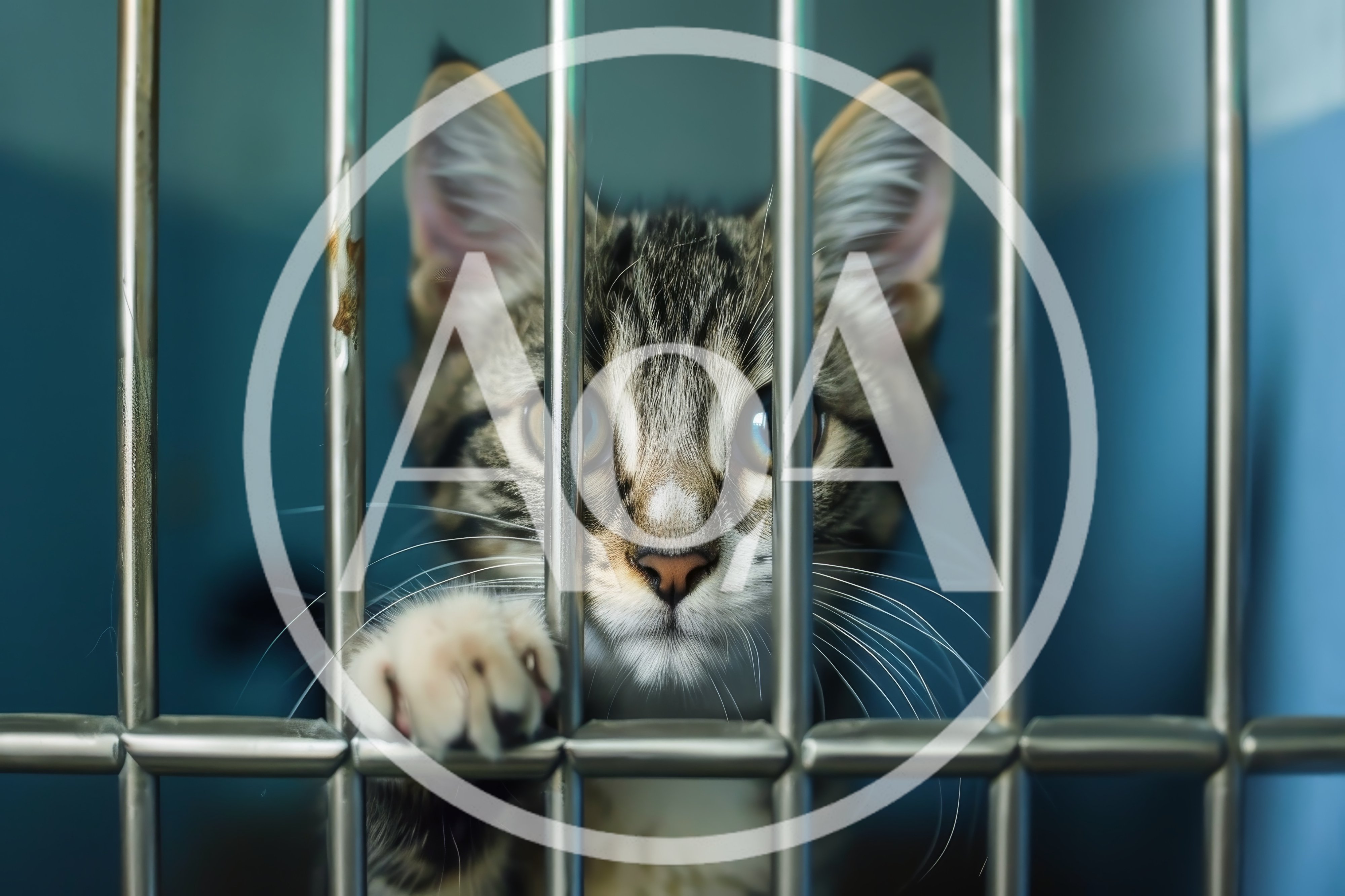 Tabby Kitten Looking Through Metal Cage Bars