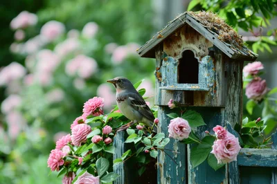 Small Bird Perched on a Rustic Wooden Birdhouse