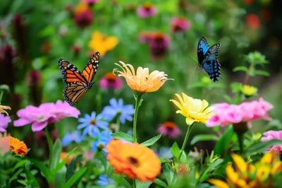 Monarch and Blue Swallowtail Butterflies in Flower Garden