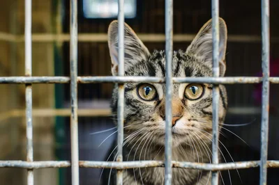 Tabby Cat Looking Through Metal Cage Bars