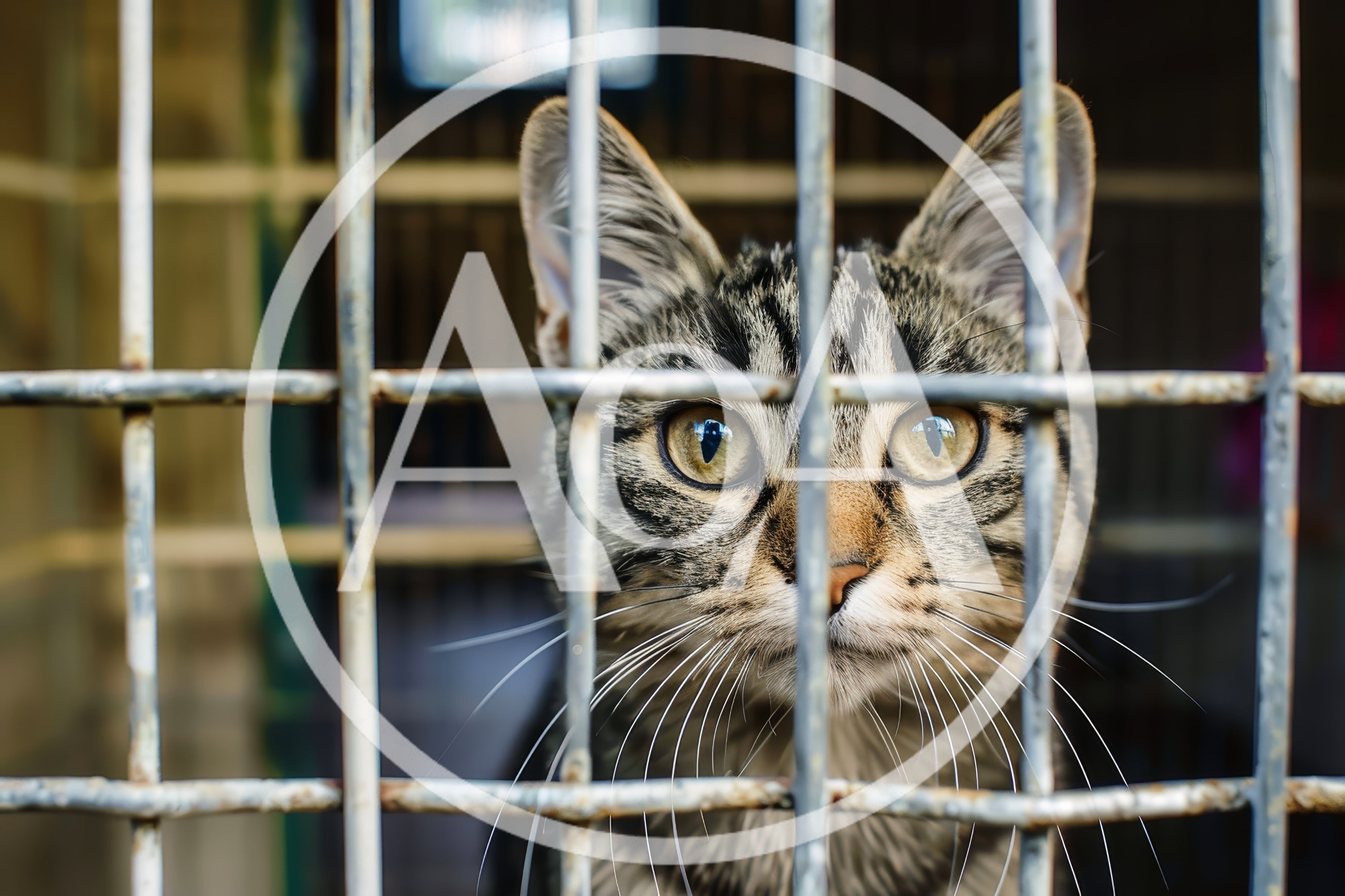 Tabby Cat Looking Through Metal Cage Bars