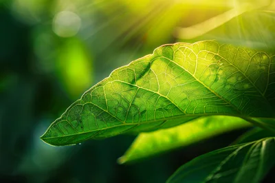 Sunlit Green Leaf With Visible Veins