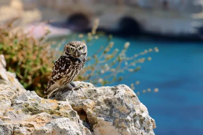 Little Owl Perched on a Rocky Coastal Cliff