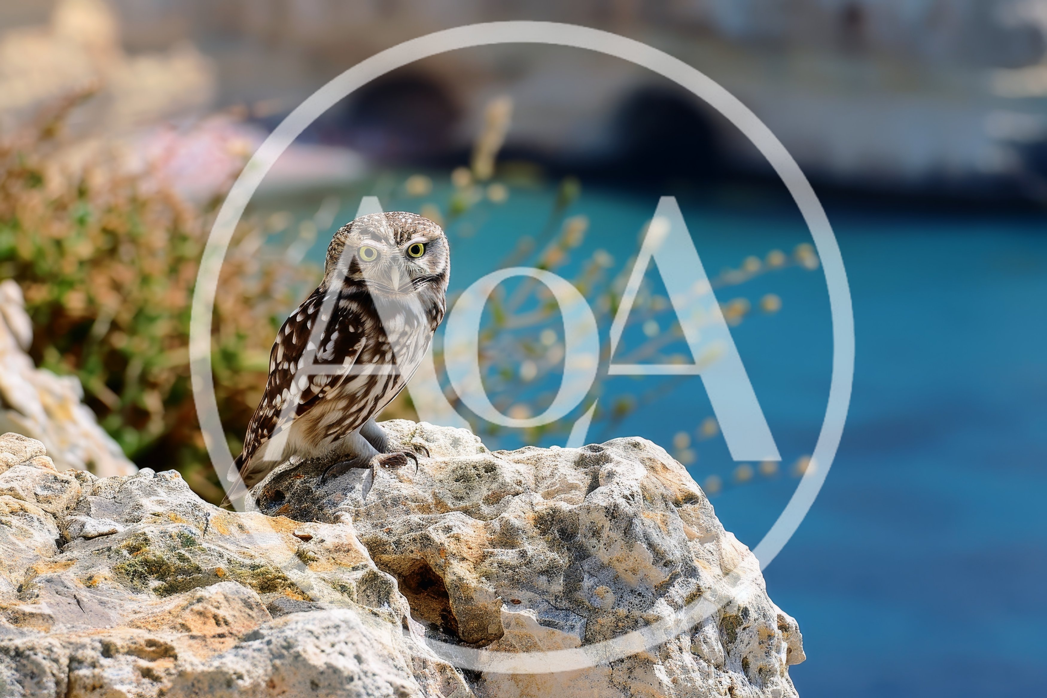 Little Owl Perched on a Rocky Coastal Cliff