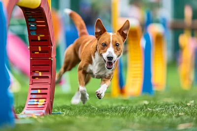 Agility Dog Running Through A Hoop Obstacle