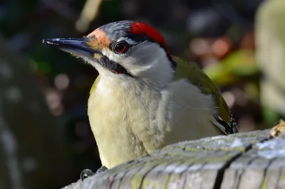European Green Woodpecker Perched on a Wooden Post