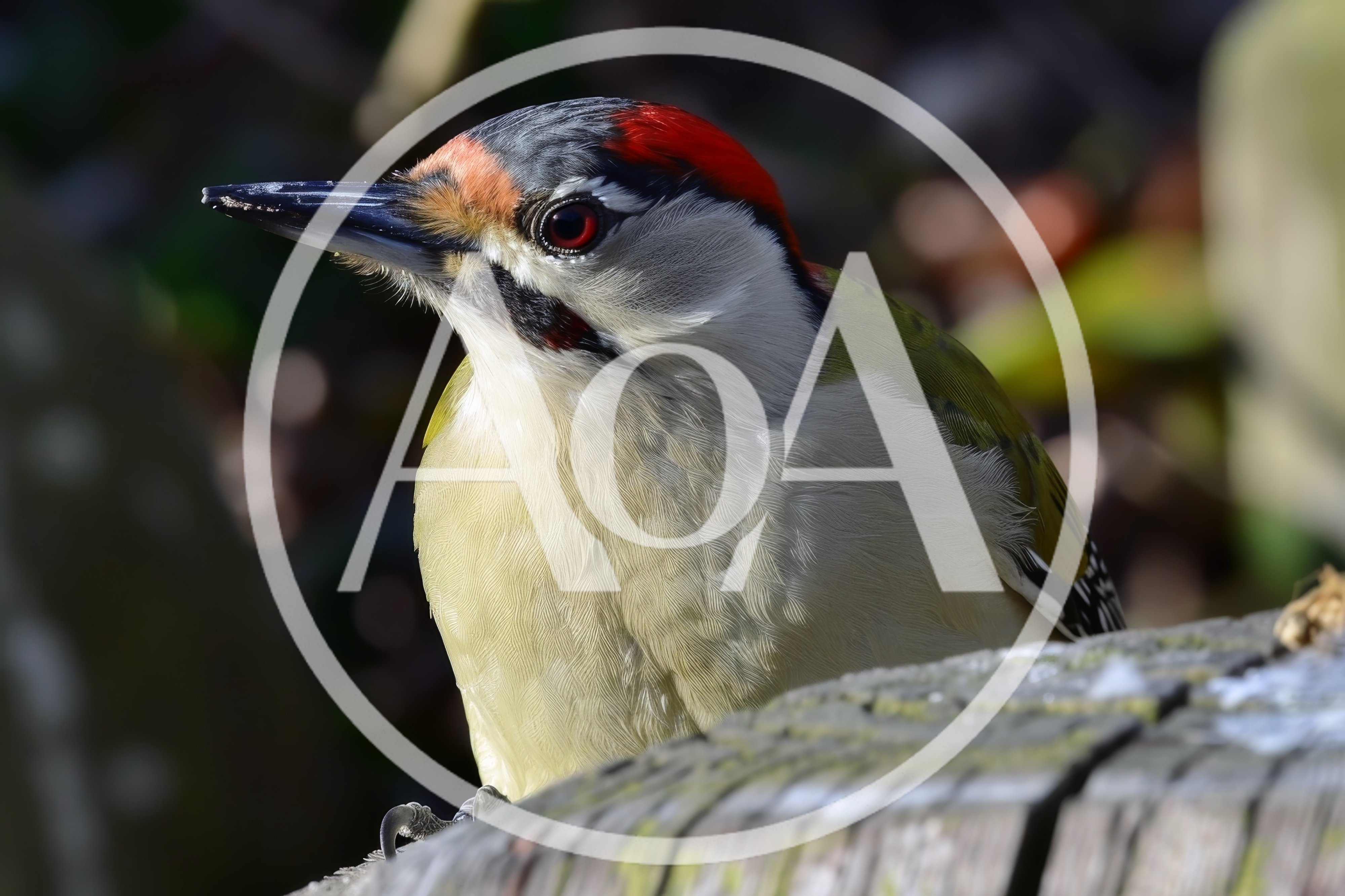 European Green Woodpecker Perched on a Wooden Post