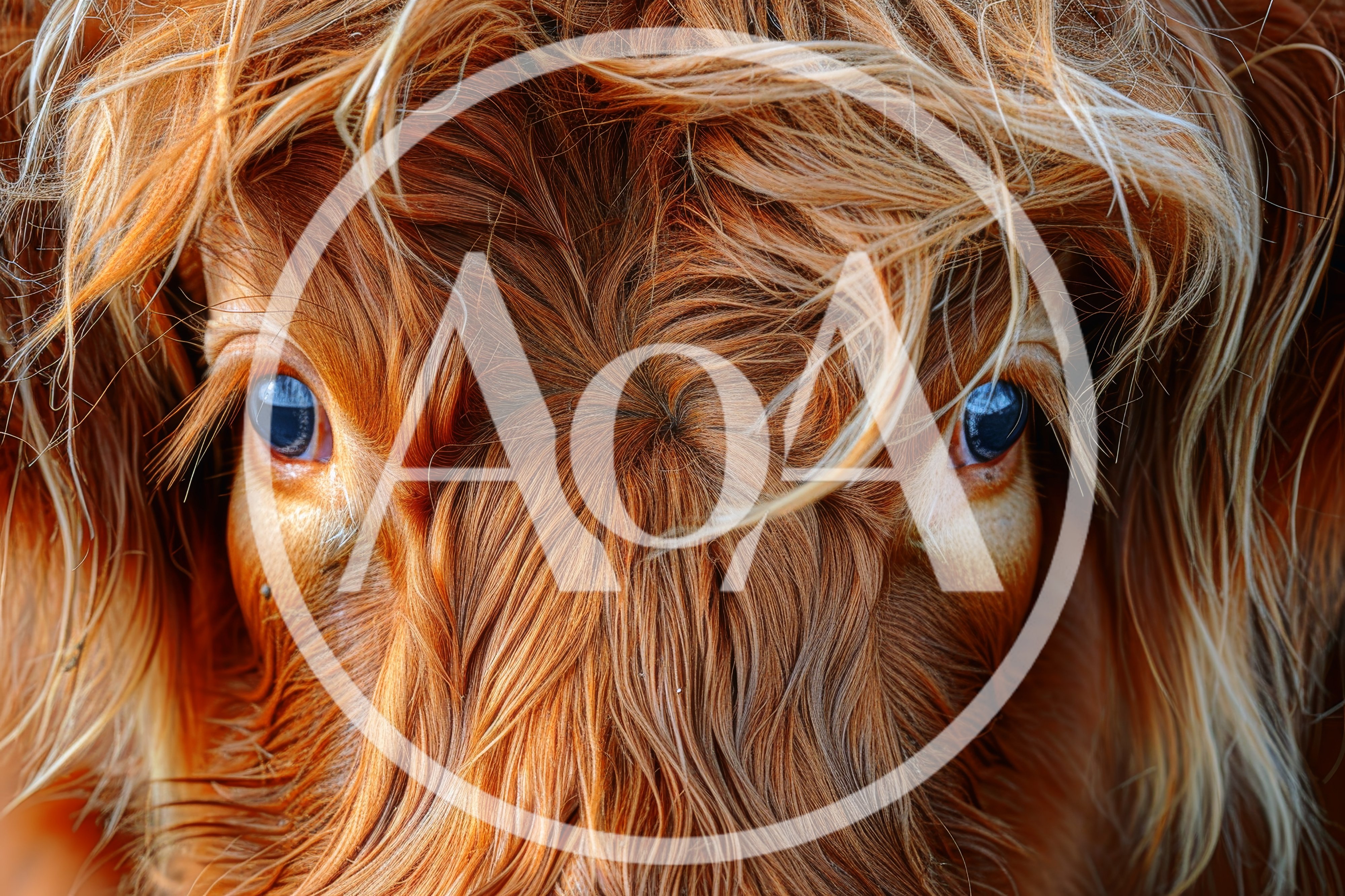 Close Up Portrait Of A Highland Cow