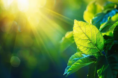 Sunlight Shining Through Vibrant Green Leaves