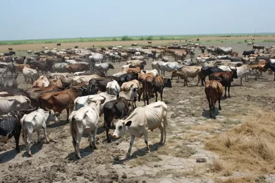 Large Herd of Cattle Grazing in Dry Pasture
