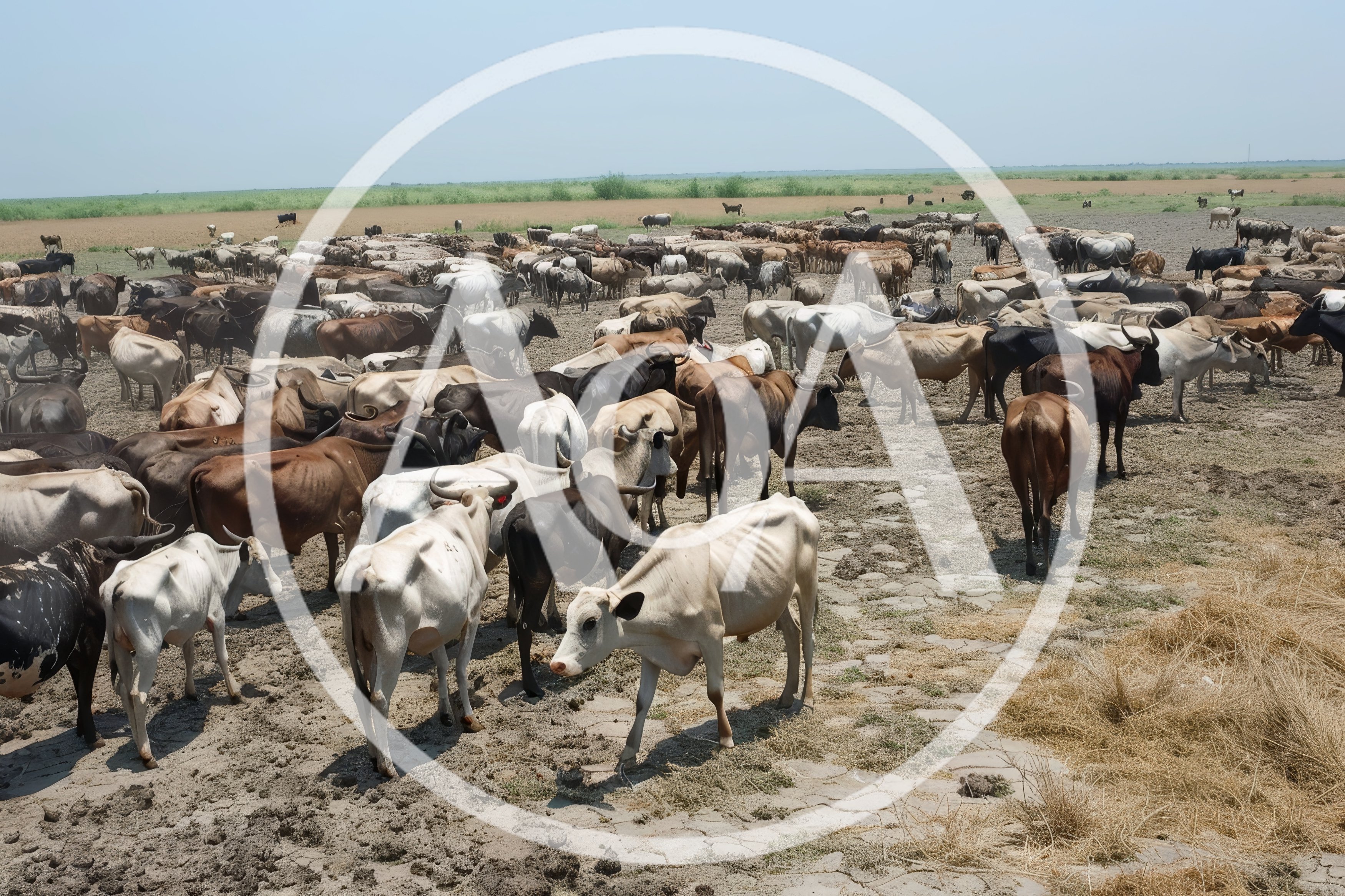 Large Herd of Cattle Grazing in Dry Pasture