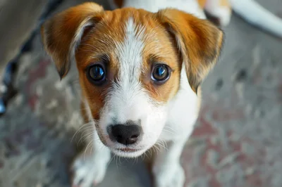 Close Up Portrait Of A Cute Jack Russell Puppy