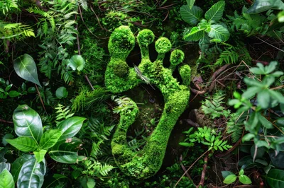 Moss Covered Human Footprint In Lush Tropical Forest
