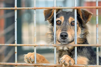 Sad Dog Looking Through Metal Kennel Fence
