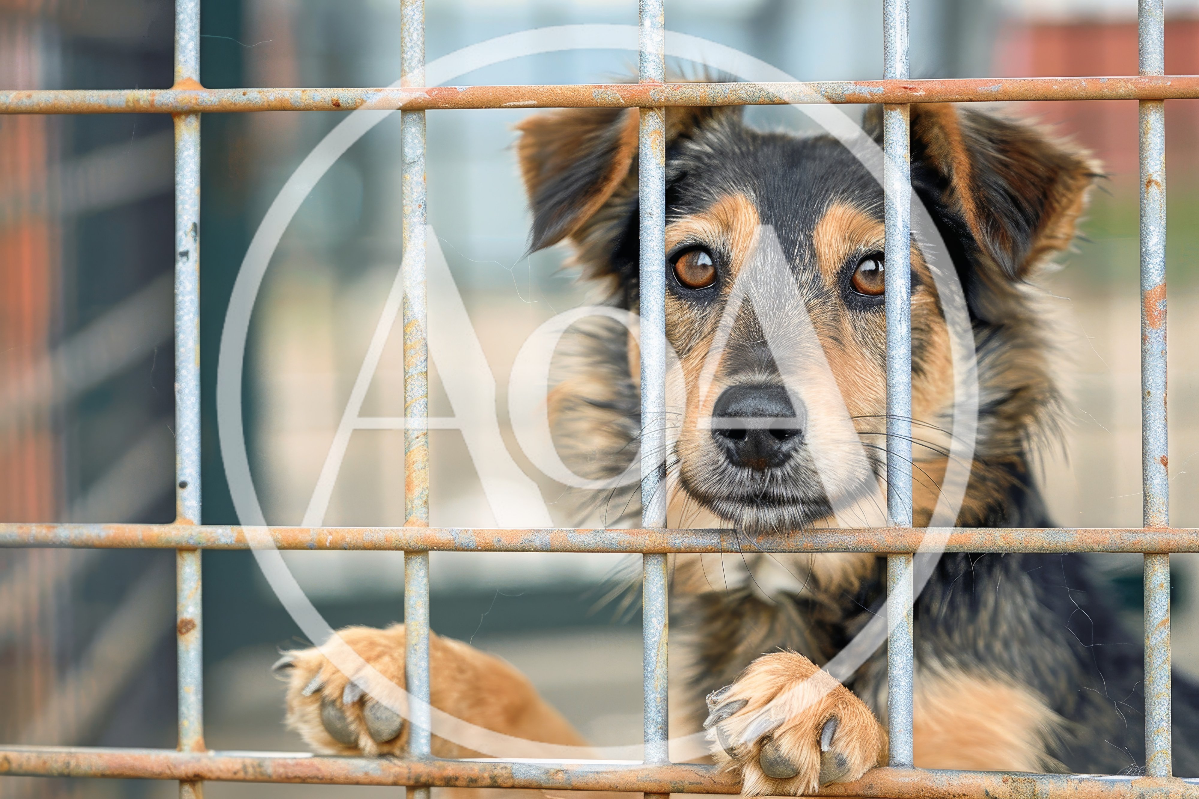 Sad Dog Looking Through Metal Kennel Fence