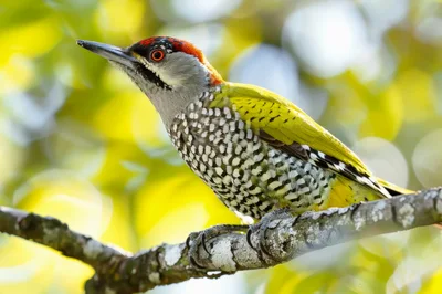 Laced Woodpecker Perched on a Tree Branch