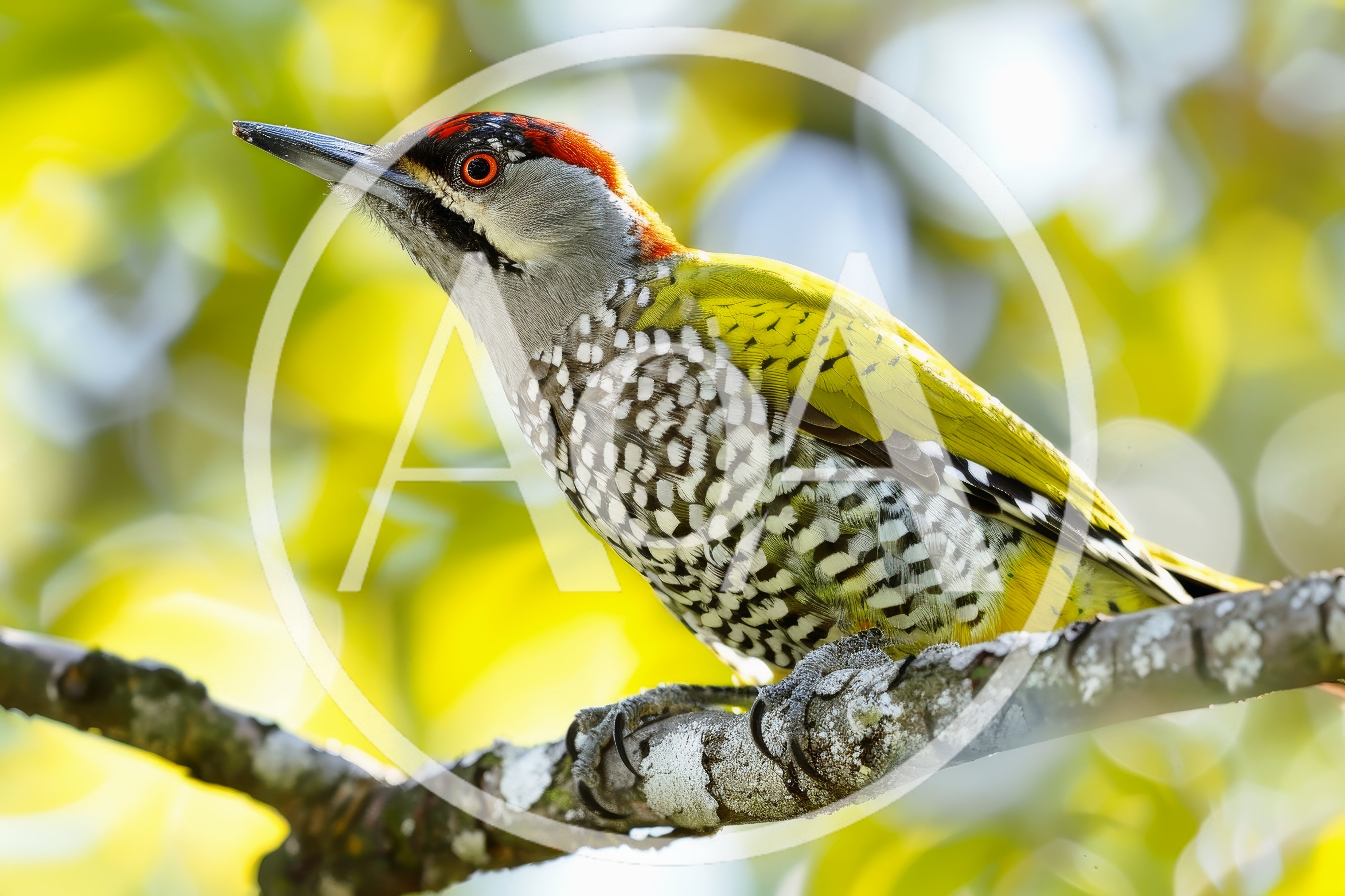 Laced Woodpecker Perched on a Tree Branch
