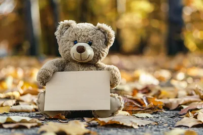 Teddy Bear Holding Blank Sign In Autumn Leaves