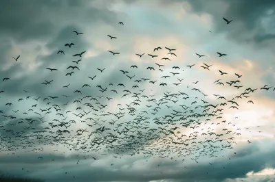 Large Flock Of Birds Flying In Cloudy Sky