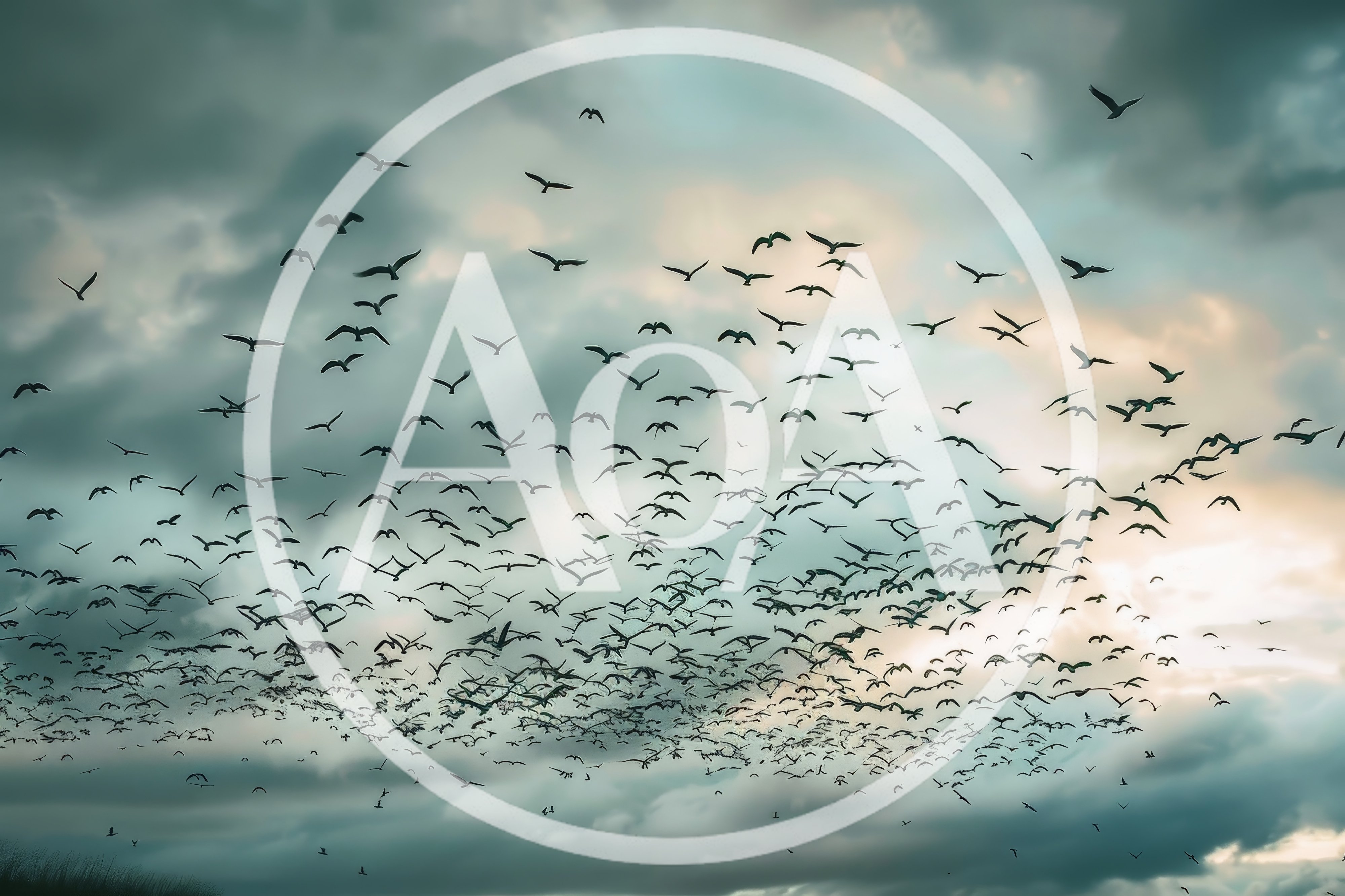 Large Flock Of Birds Flying In Cloudy Sky