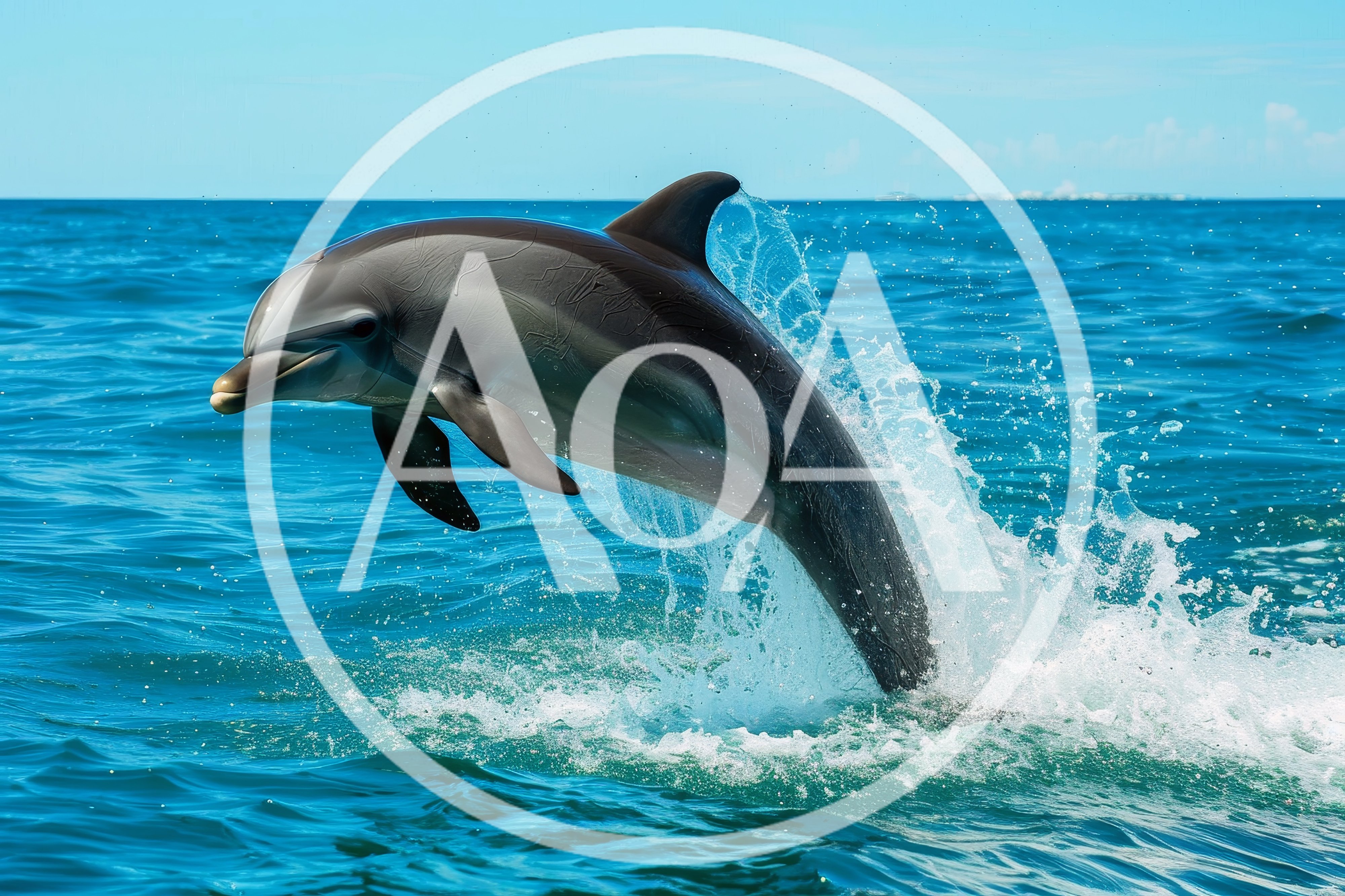 Bottlenose Dolphin Leaping Out Of The Ocean