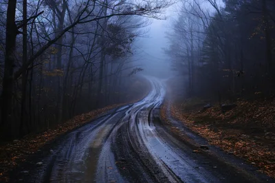 Muddy Forest Road Through Misty Autumn Woods