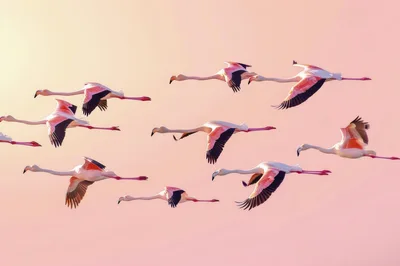 Flock Of Flamingos Flying In Formation