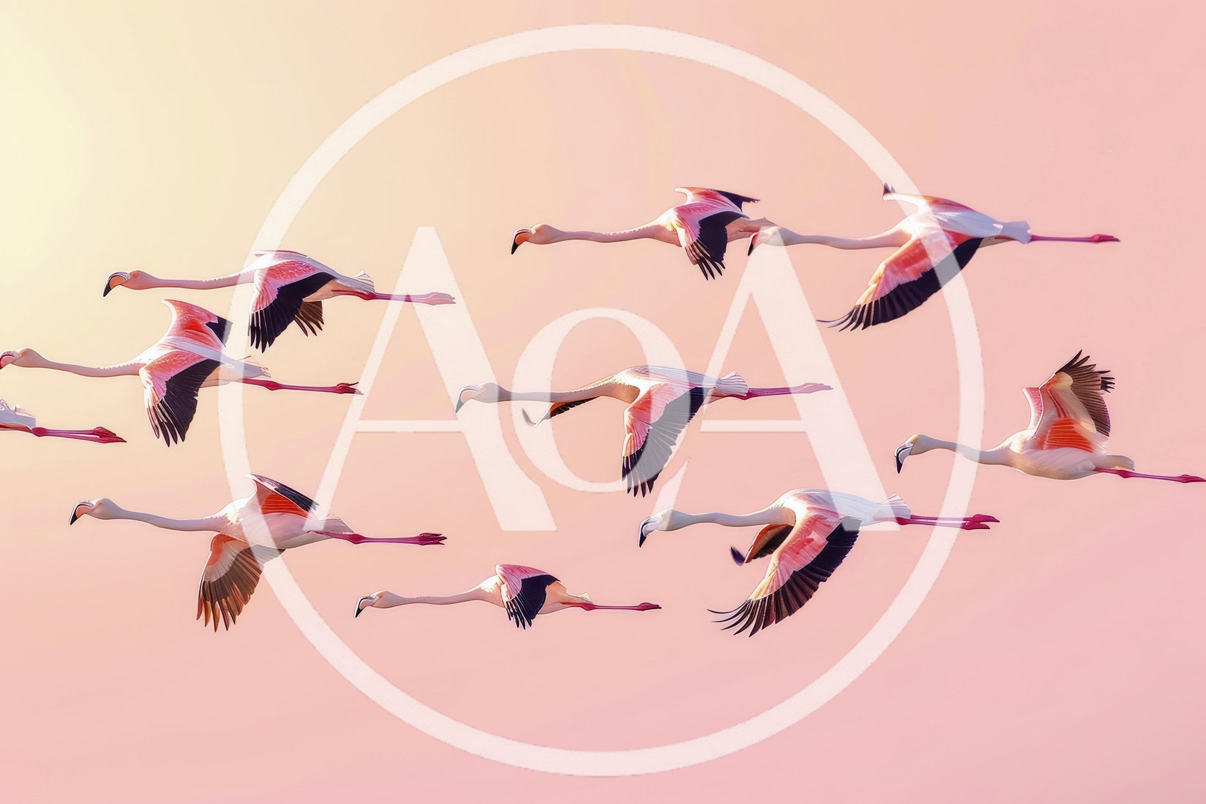 Flock Of Flamingos Flying In Formation