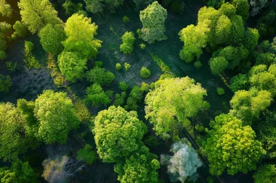Aerial View Of Lush Green Forest Canopy