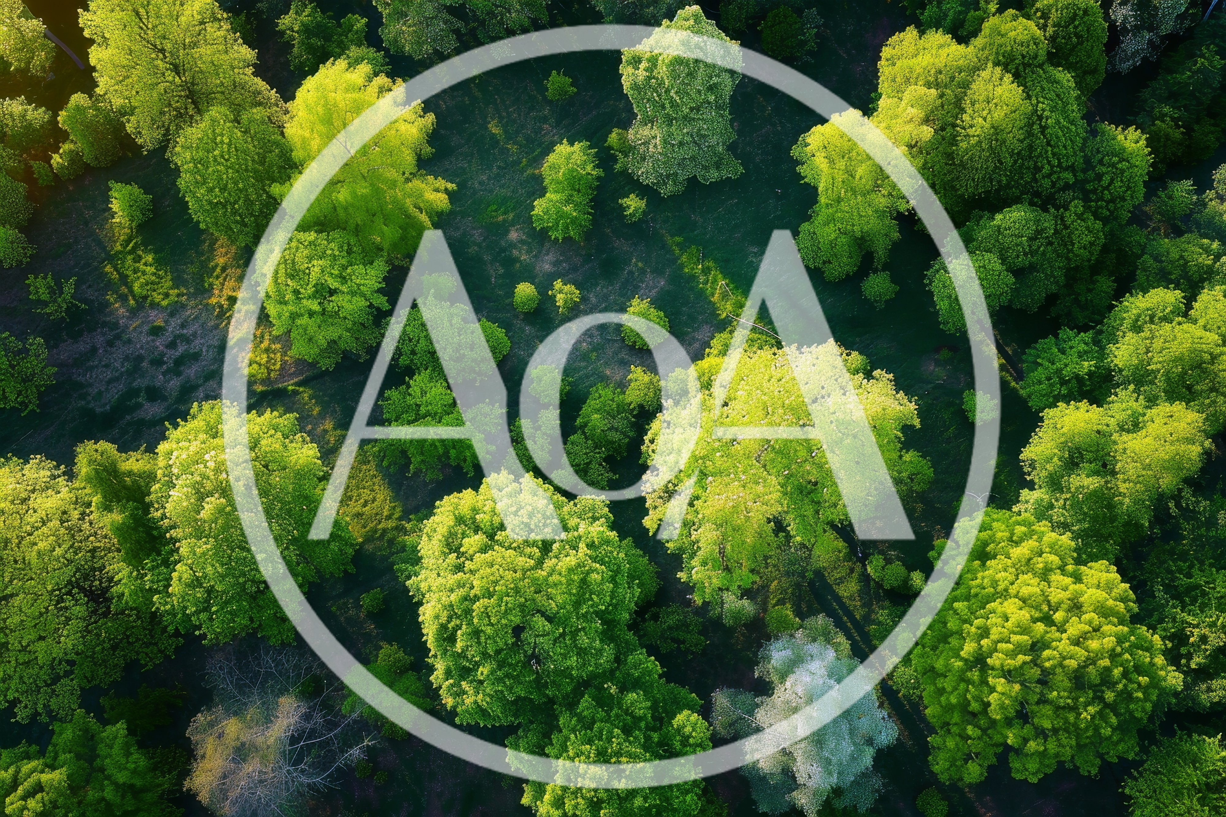 Aerial View Of Lush Green Forest Canopy