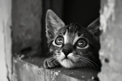 Close Up Portrait Of A Curious Tabby Kitten