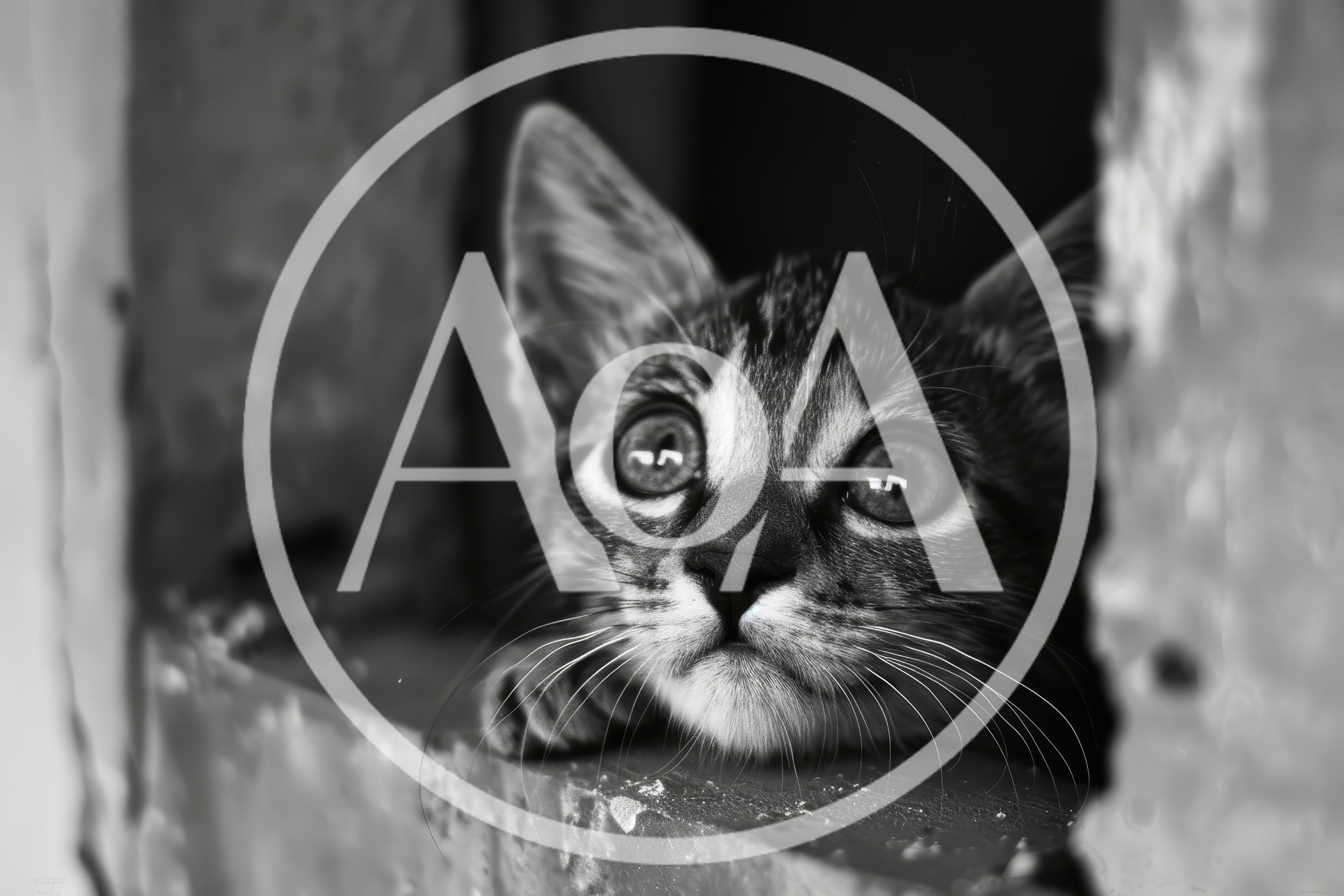 Close Up Portrait Of A Curious Tabby Kitten