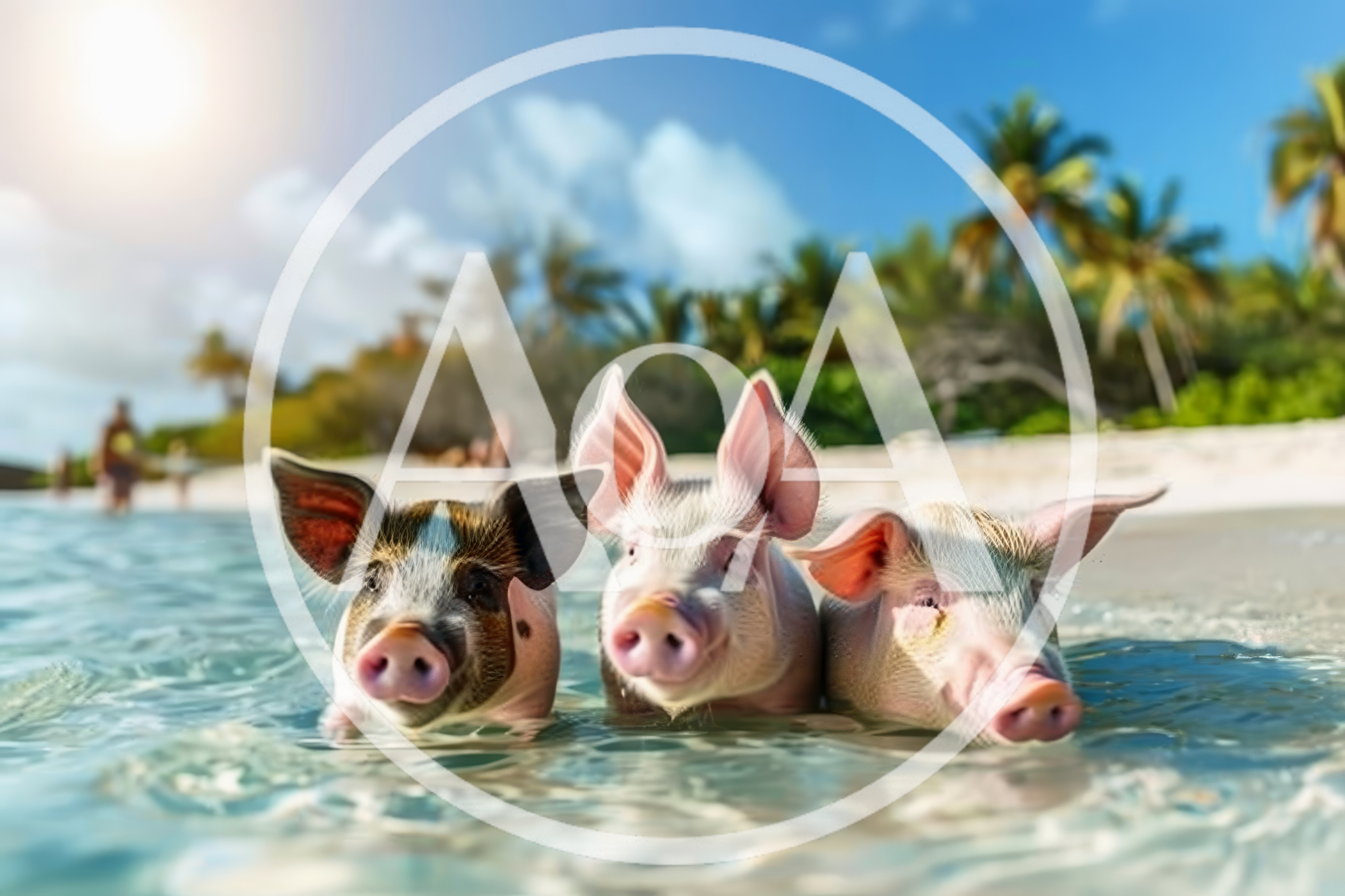 Three Pigs Swimming in Tropical Beach Waters