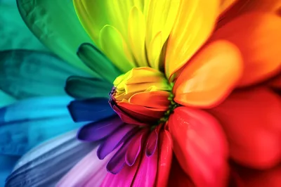 Macro Close Up Of A Vibrant Rainbow Colored Flower
