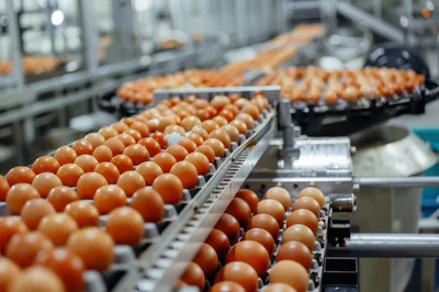 Industrial Egg Processing Line in a Poultry Farm
