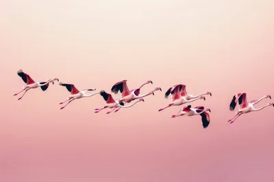 Flock Of Flamingos Flying In Formation