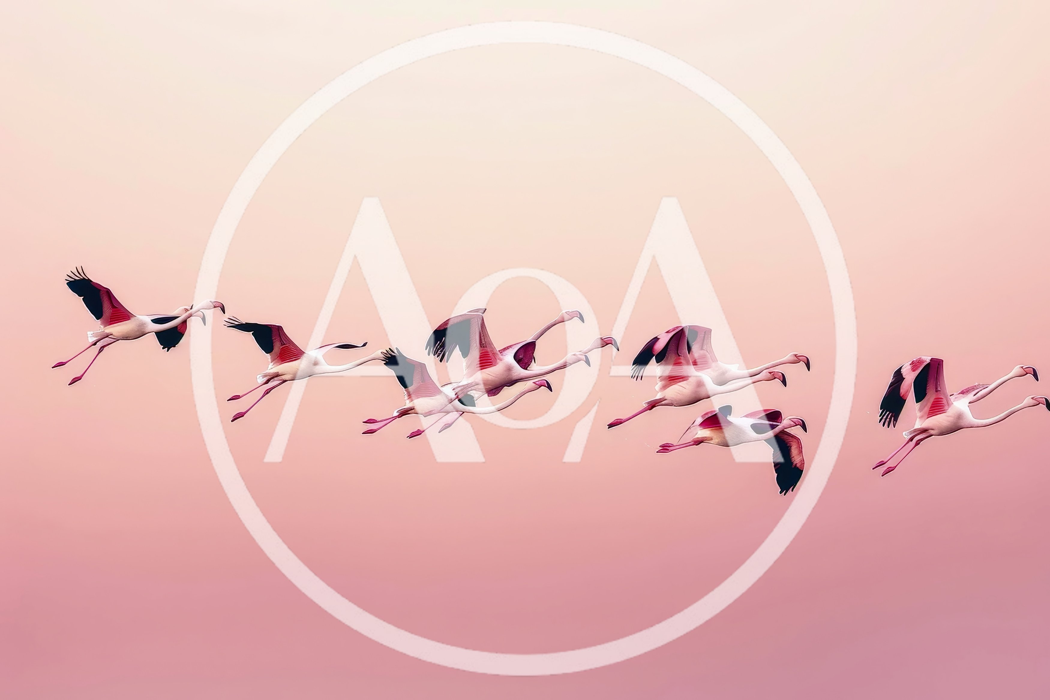 Flock Of Flamingos Flying In Formation