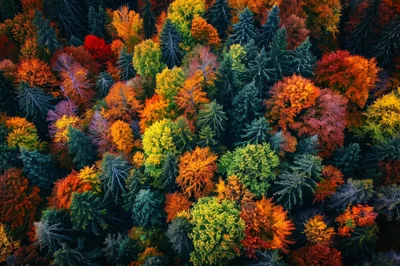 Aerial View Of A Vibrant Autumn Forest