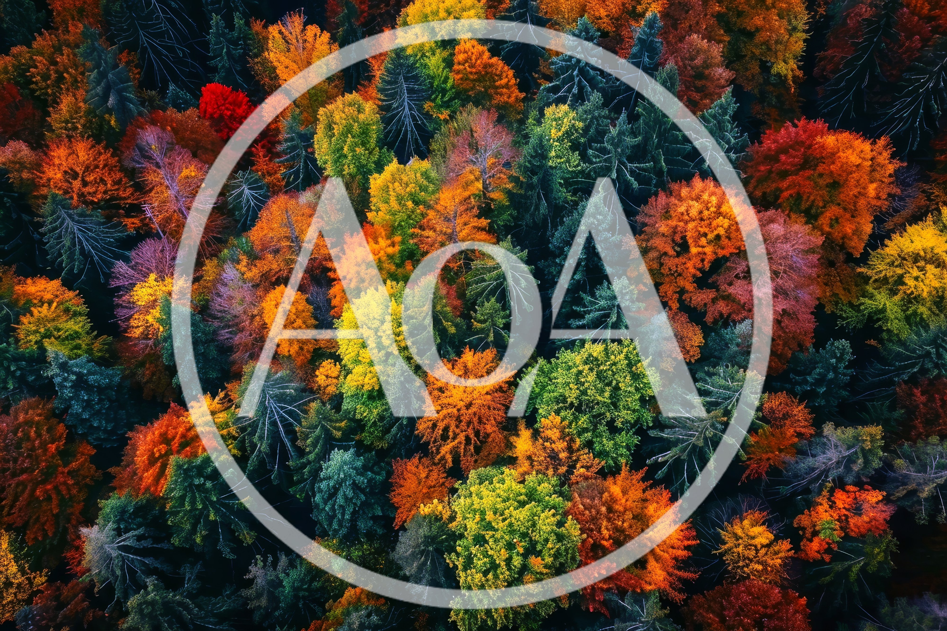 Aerial View Of A Vibrant Autumn Forest