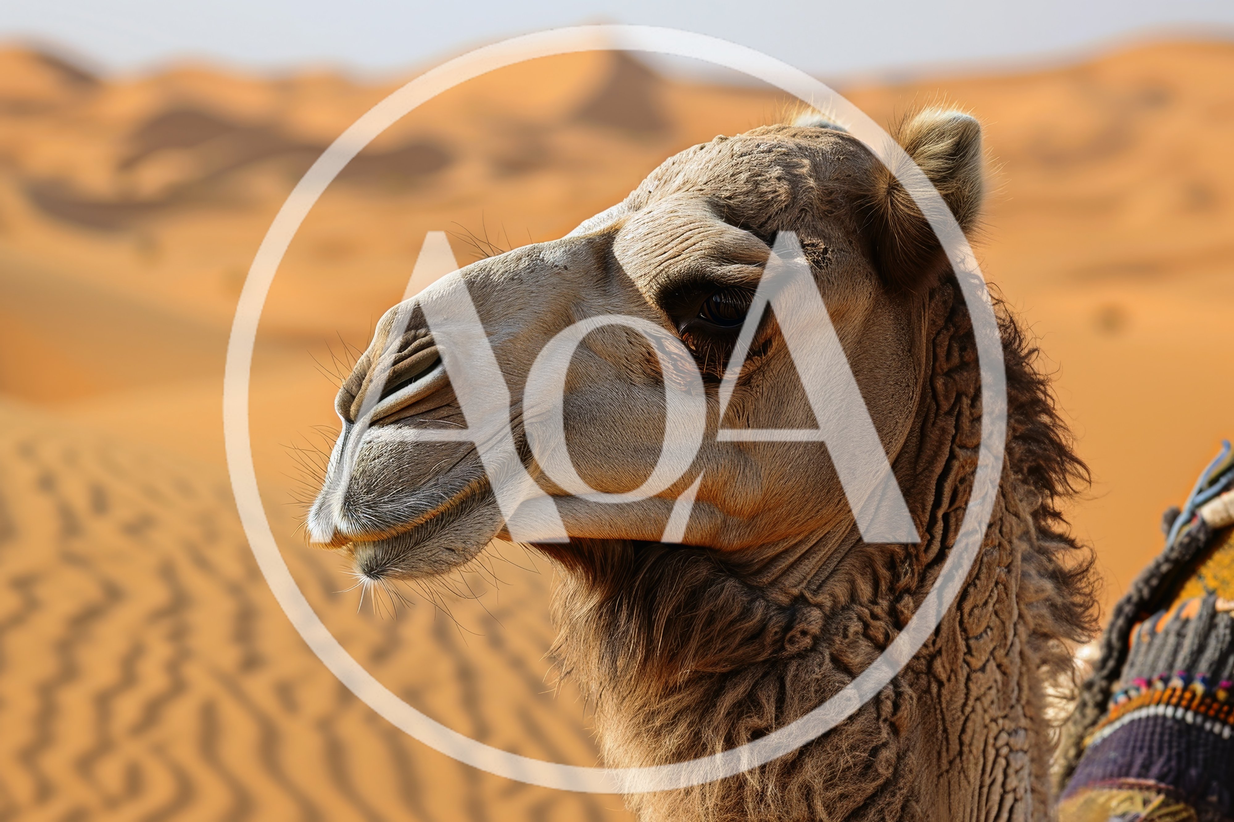 Close Up Portrait Of A Dromedary Camel In Desert