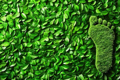 Green Grass Footprint On A Bed Of Leaves