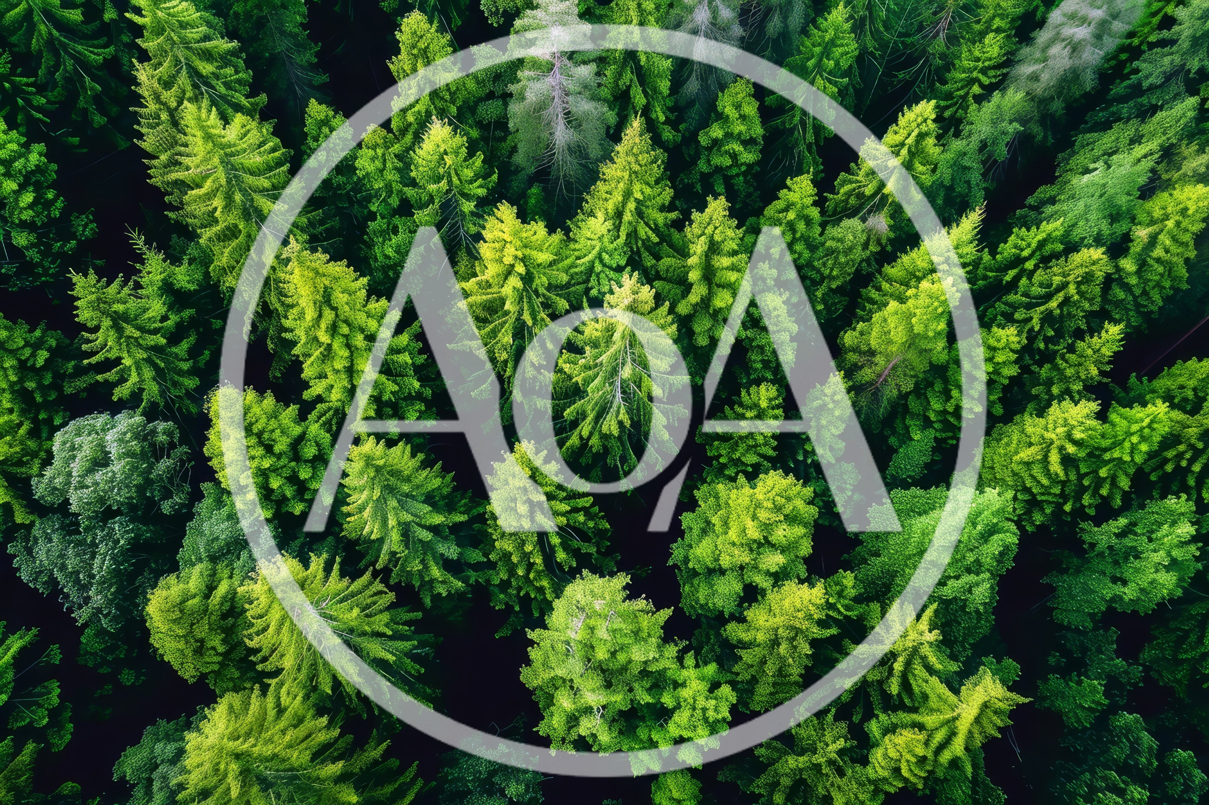 Aerial View Of Dense Coniferous Forest Canopy