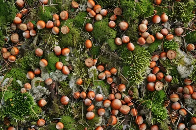 Hazelnuts Scattered On Forest Floor Moss