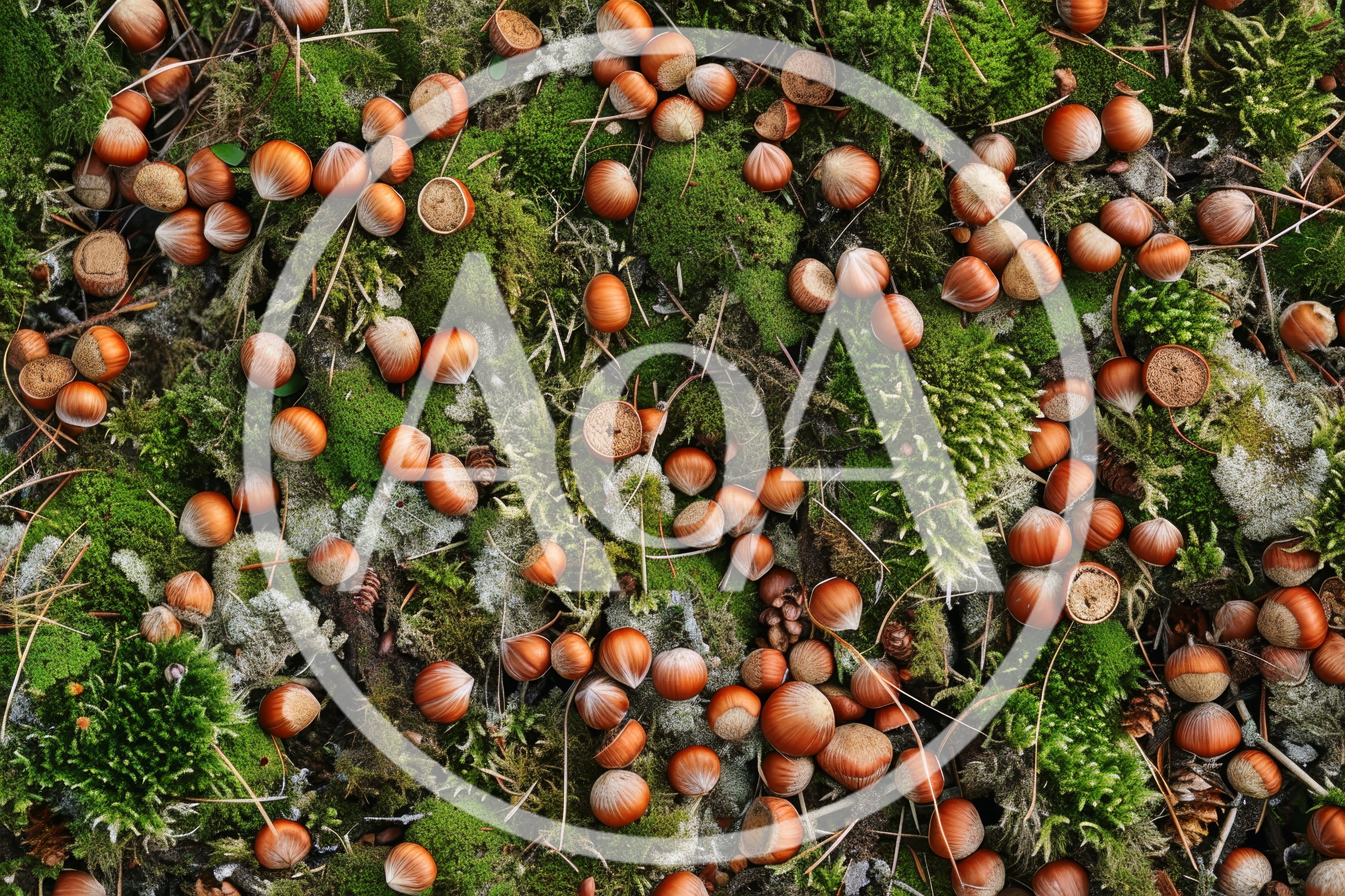 Hazelnuts Scattered On Forest Floor Moss