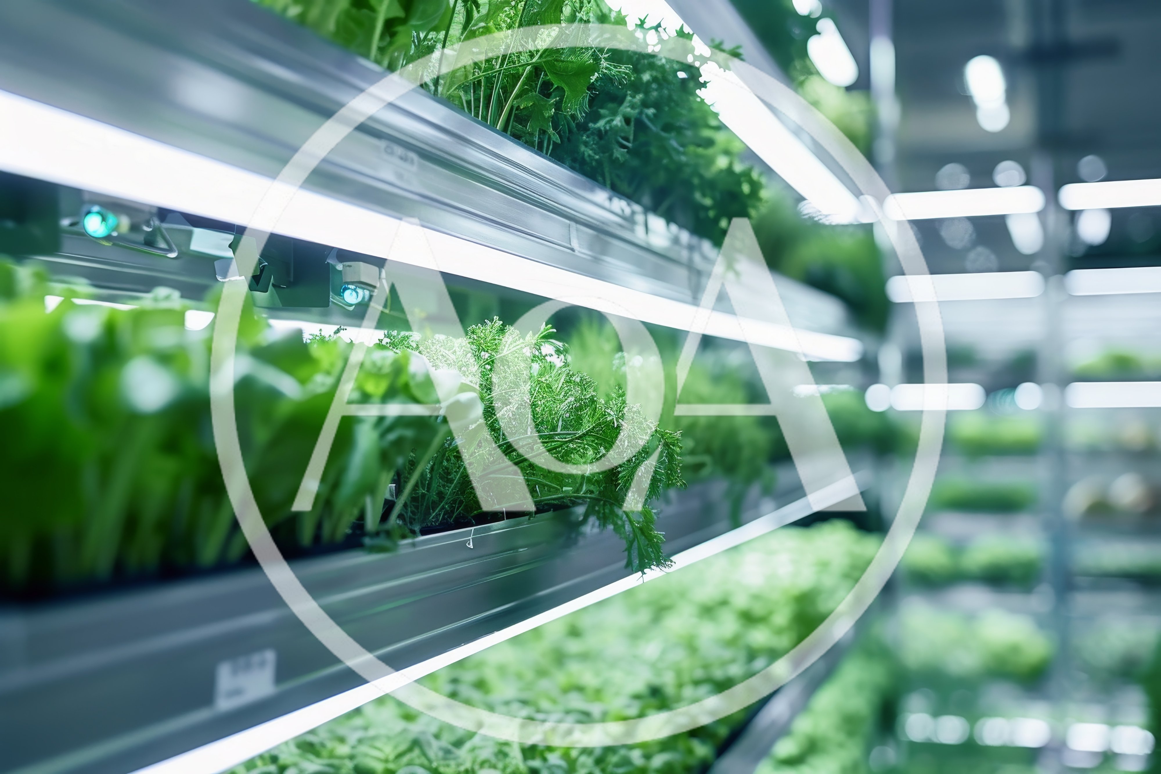 Vertical Farming Shelves With Growing Fresh Green Herbs