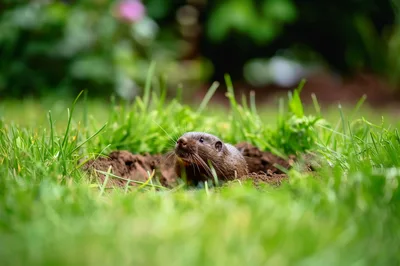 A Muskrat Emerging From Its Burrow In The Grass